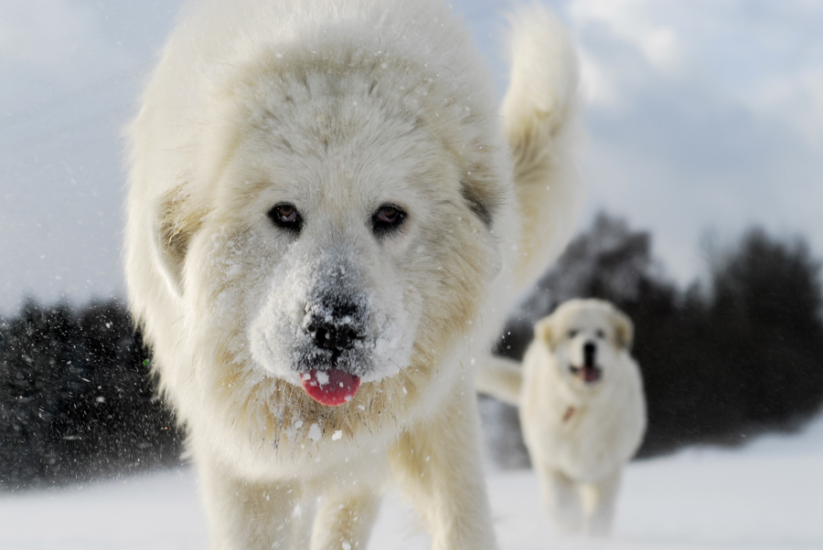 Best Winter Dog Breeds