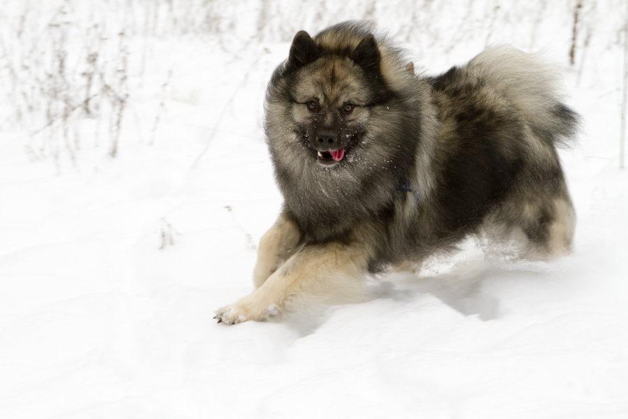 Best Winter Dog Breeds