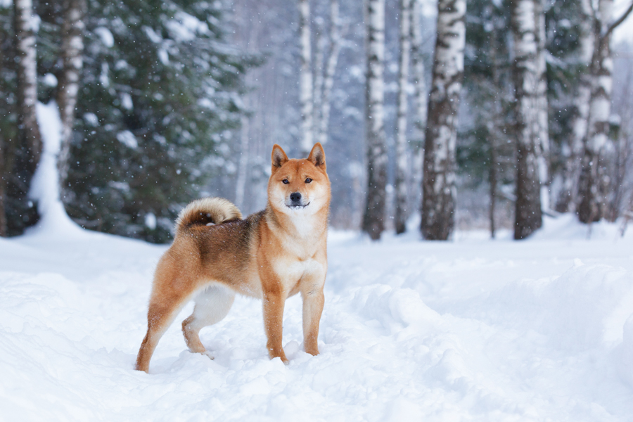 Best Winter Dog Breeds